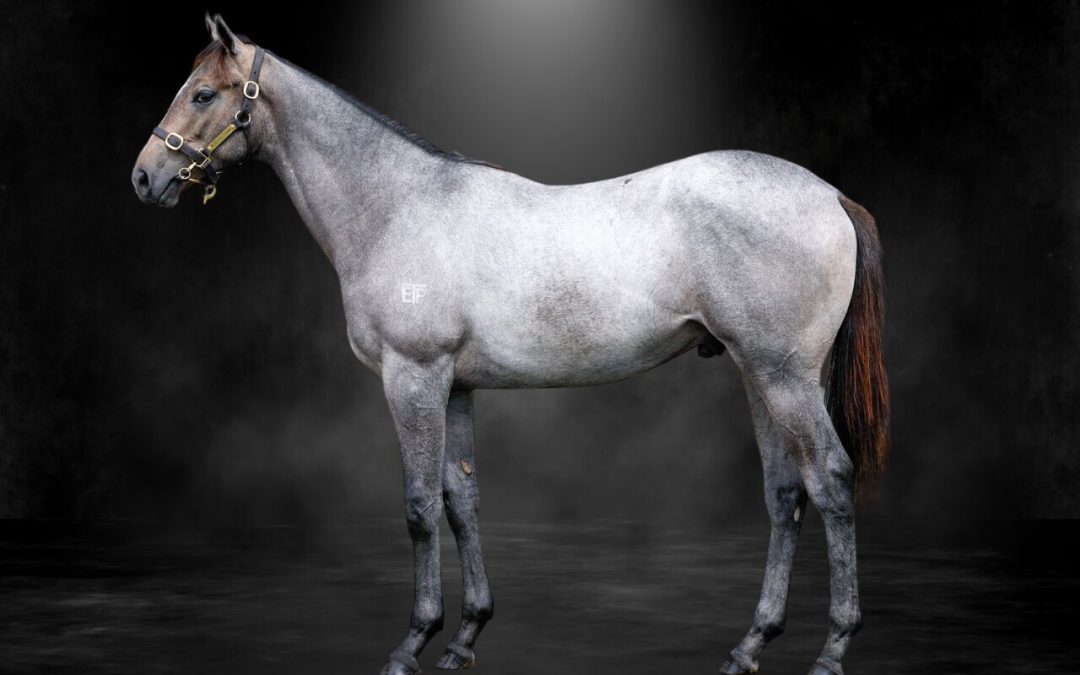 Silver D’Or