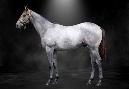 Silver D'Or