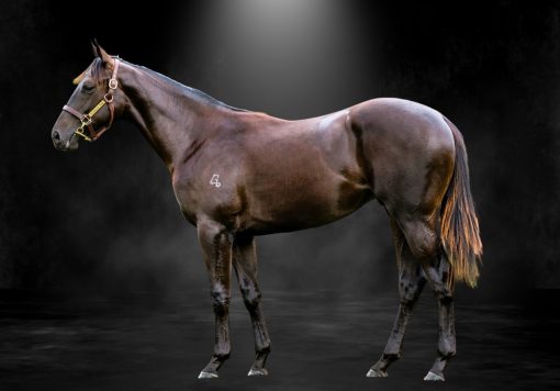 Rebel Dane X Ostentatious
