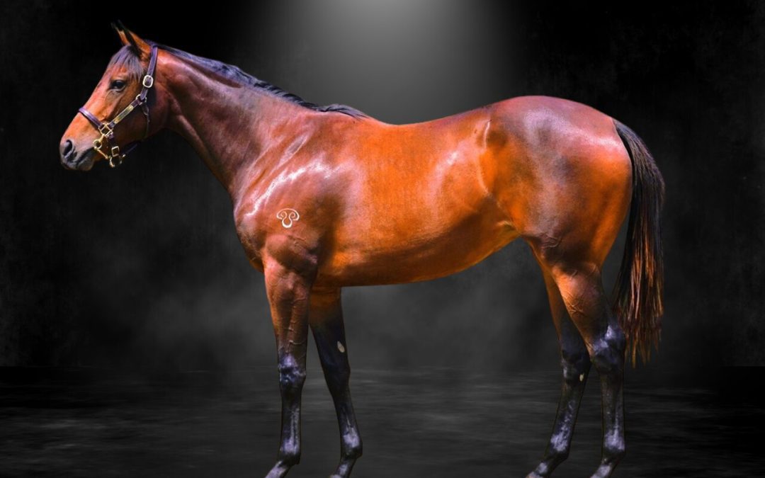 Tassort X Hoity Toity