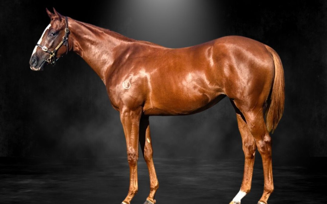 Lucky Vega X Limerick Flame